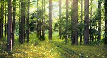 ﶬ | ƶſƼƷʡдɭս